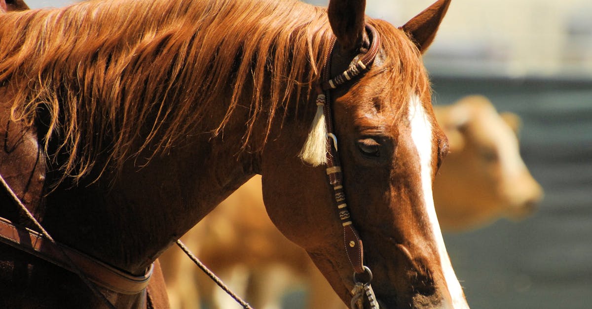 découvrez tout sur le marron : ses bienfaits, utilisations culinaires, et variétés. apprenez comment intégrer le marron dans vos recettes et profitez de ses saveurs uniques.