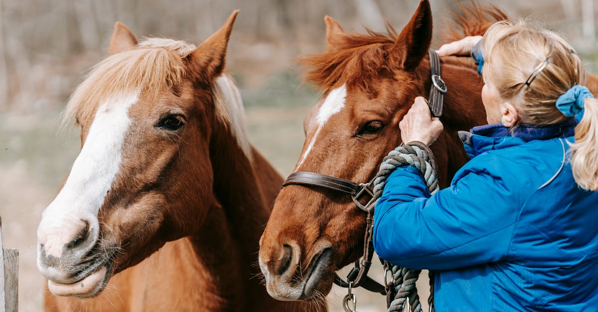 découvrez tout sur la châtaigne : ses bienfaits, ses utilisations culinaires et ses caractéristiques uniques.