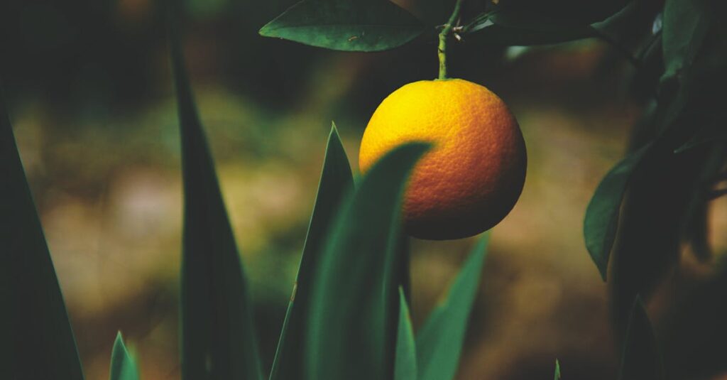 Découvrez tout ce qu’il faut savoir sur la clémentine découvrez tout sur la clémentine : ses bienfaits, recettes savoureuses et conseils pour bien la choisir et la conserver.