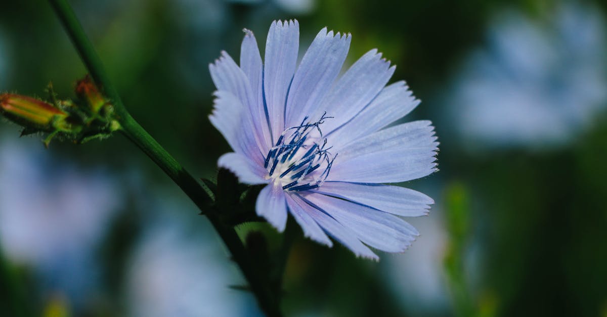 découvrez tout sur l'endive : ses bienfaits, recettes savoureuses et conseils de préparation pour profiter pleinement de ce légume d'hiver.