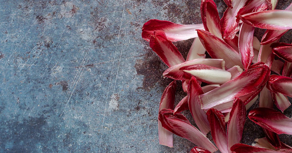 découvrez tout sur l'endive : ses bienfaits nutritionnels, conseils de préparation et recettes savoureuses pour profiter au mieux de ce légume d'hiver.