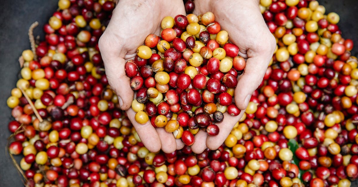 découvrez les bienfaits des haricots verts pour la santé : riches en vitamines, fibres et antioxydants, ils favorisent la digestion et renforcent le système immunitaire.