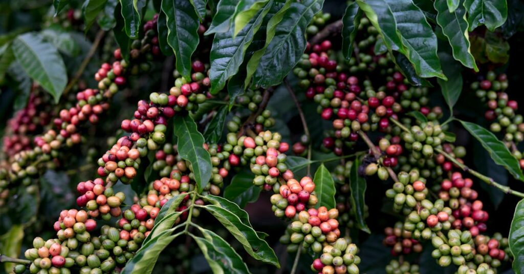 découvrez les bienfaits des haricots verts pour la santé : riches en vitamines, fibres et antioxydants, ils favorisent une alimentation équilibrée et le bien-être général.