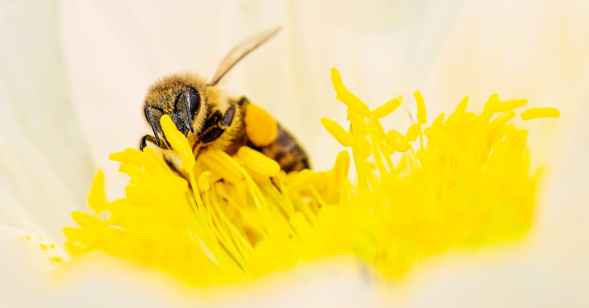 découvrez tout sur le miel : ses bienfaits, ses variétés et ses utilisations en cuisine et en santé.