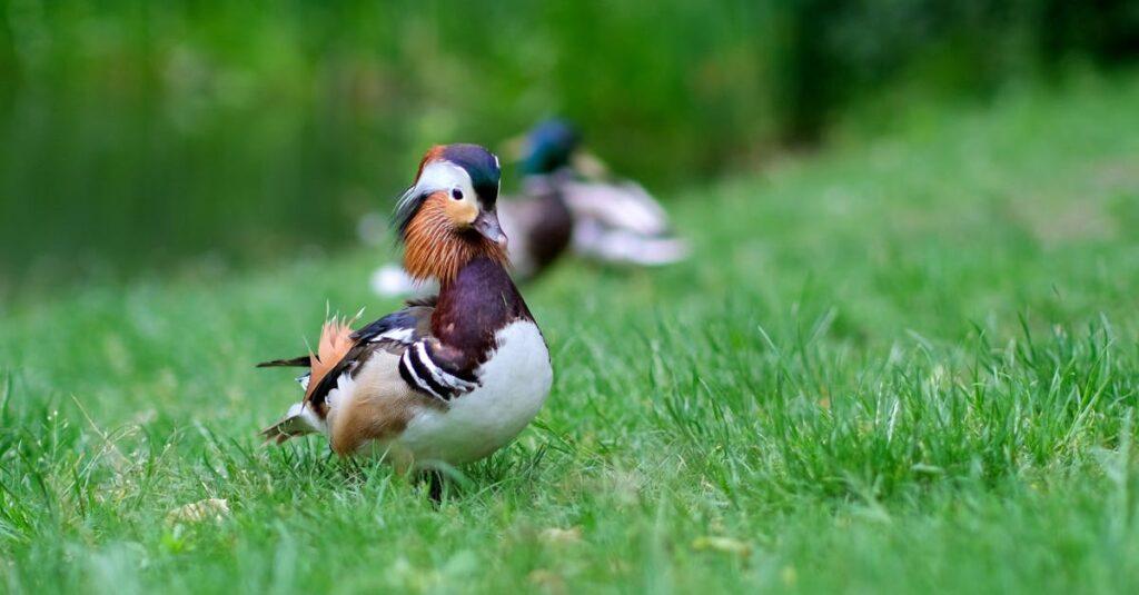 découvrez le mandarin, une langue fascinante parlée par plus d'un milliard de personnes à travers le monde. apprenez-en plus sur son histoire, ses caractères et son importance culturelle et économique.