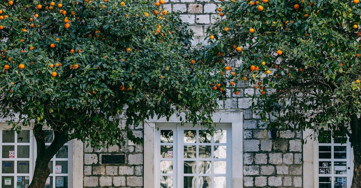 découvrez tout sur la mandarin : ses bienfaits, sa culture, sa dégustation et ses utilisations en cuisine. informations, conseils et astuces autour de ce délicieux agrume.