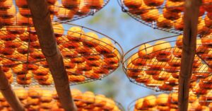 découvrez le persimmon, un fruit délicieux et nutritif, parfait pour vos recettes sucrées et salées. apprenez ses bienfaits, comment le choisir et le déguster.