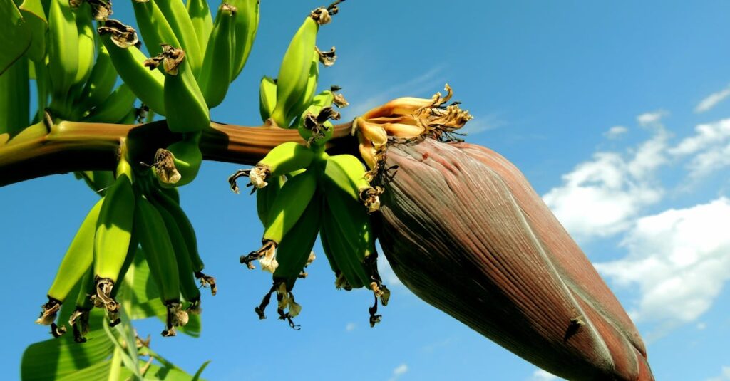 découvrez les bienfaits du plantain, une plante médicinale aux multiples vertus pour la santé et le bien-être.