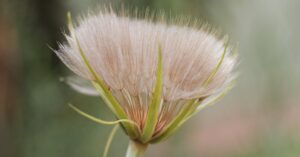 découvrez le salsifis, un légume racine au goût délicat et sucré, idéal pour enrichir vos recettes saines et originales.