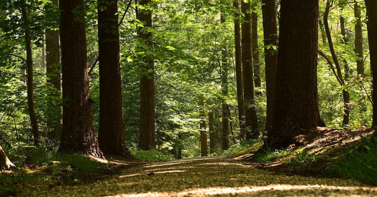 découvrez le rôle essentiel de la sérotonine, le neurotransmetteur du bien-être, et comment elle influence votre humeur, votre sommeil et votre santé générale.