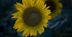 découvrez tout sur la sérotonine, le neurotransmetteur clé qui influence l'humeur, le sommeil et le bien-être général.