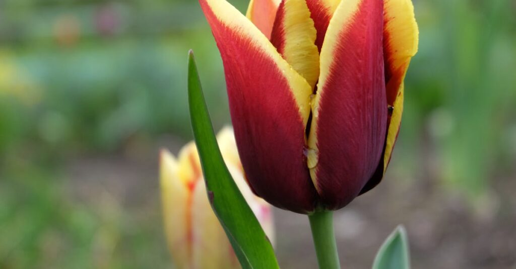 Découverte de la tomate rouge d’hiver : un délice cru à savourer découvrez la tomate rouge d'hiver, idéale pour savourer des recettes savoureuses même pendant la saison froide. fraîcheur et goût garantis toute l'année.