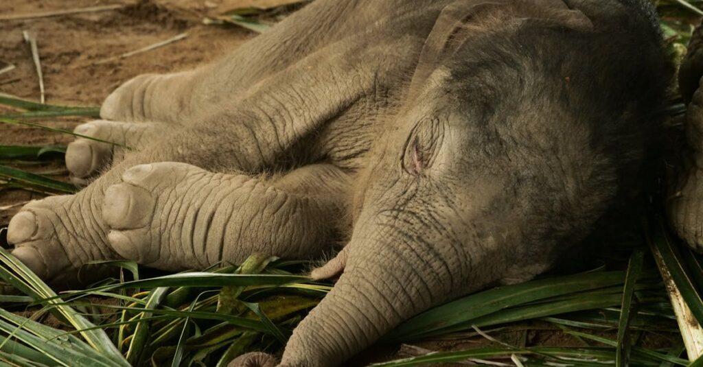 découverte des délices du foie de veau découvrez nos délicieuses spécialités à base de foie de veau, préparées avec soin pour ravir vos papilles.