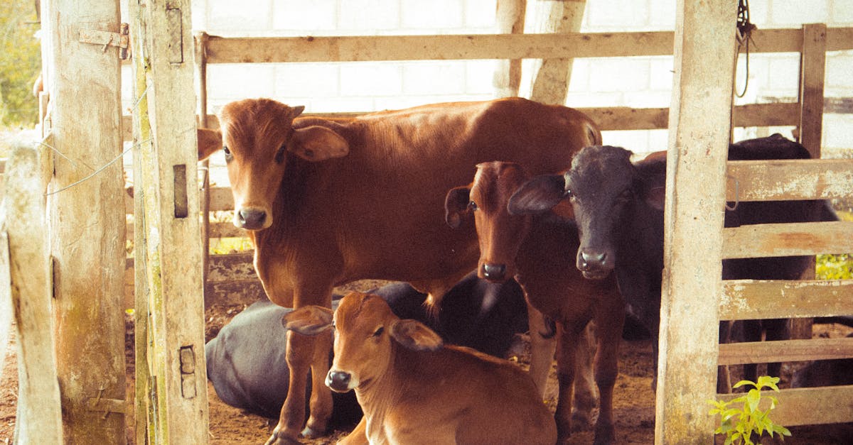 découvrez les délices du foie de veau, une spécialité culinaire riche en saveurs et en tradition, idéale pour les amateurs de gastronomie raffinée.