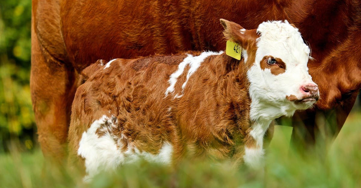 découvrez les délices du foie de veau, une spécialité culinaire savoureuse et raffinée, parfaite pour les amateurs de goût authentique.