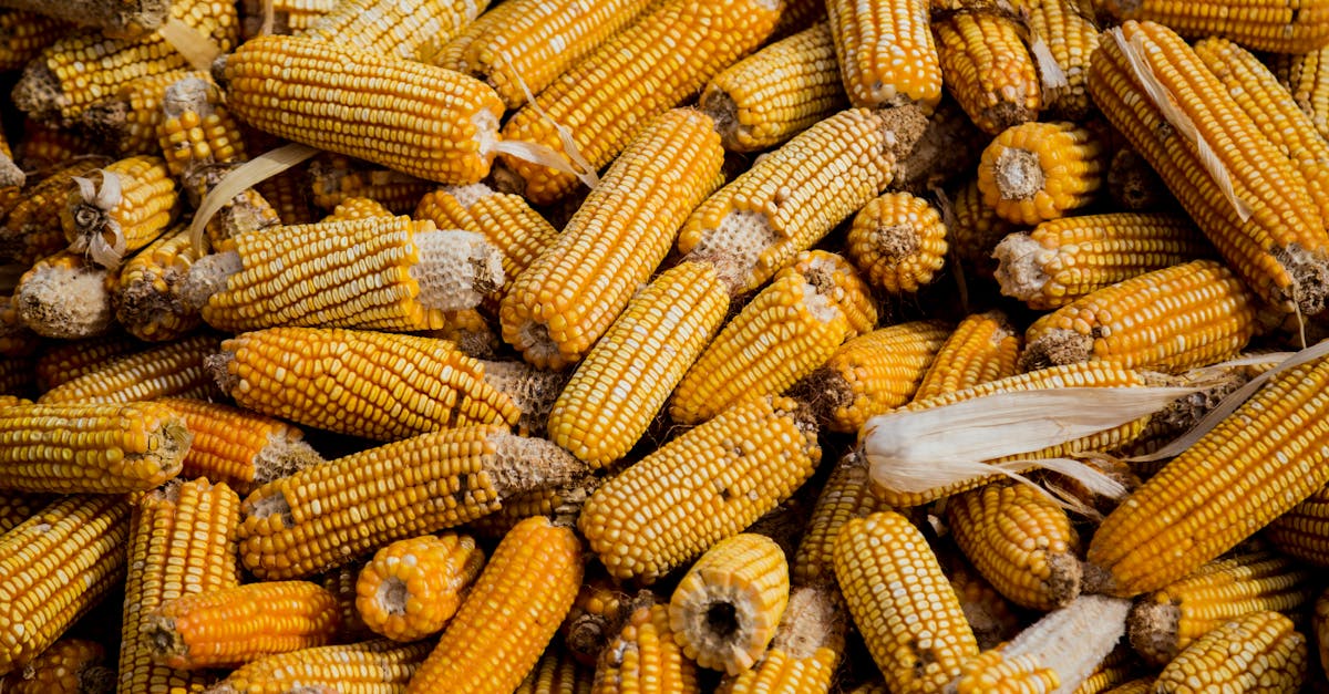 découvrez tout sur le maïs : culture, bienfaits, recettes et utilisations variées de ce grain incontournable.