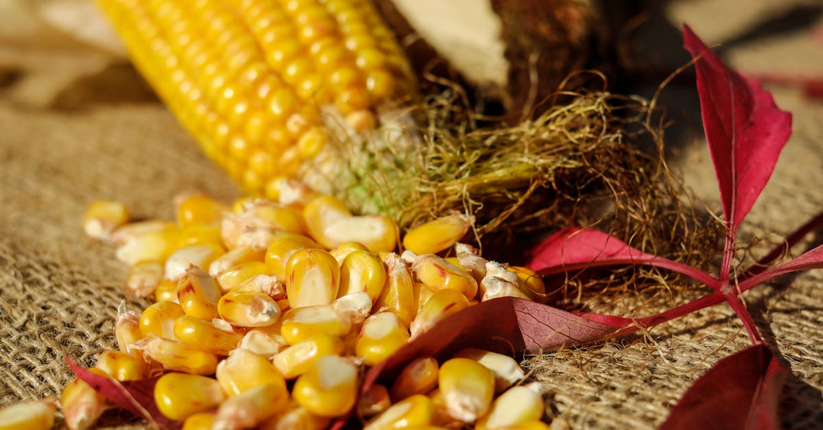 découvrez tout sur le maïs : variétés, culture, bienfaits et utilisations culinaires pour profiter de cette céréale incontournable.