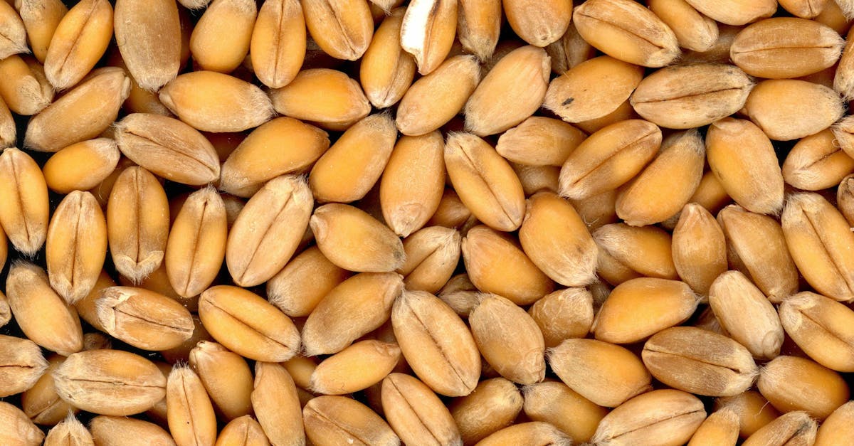 découvrez les symptômes, causes et solutions pour l'intolérance au gluten afin de mieux comprendre et gérer votre santé au quotidien.