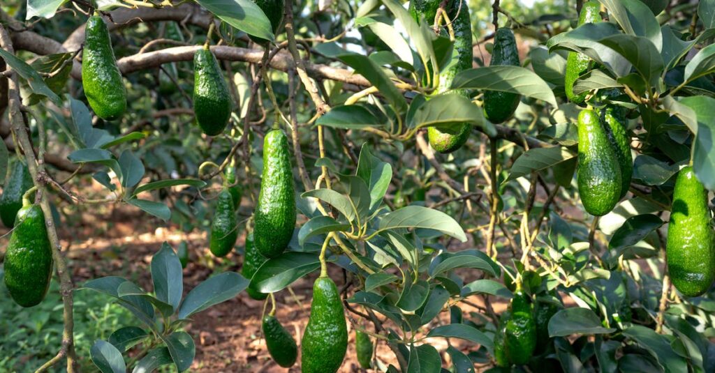 découvrez les caractéristiques clés de l'avocat, ses bienfaits nutritionnels, sa texture unique et ses utilisations culinaires variées.