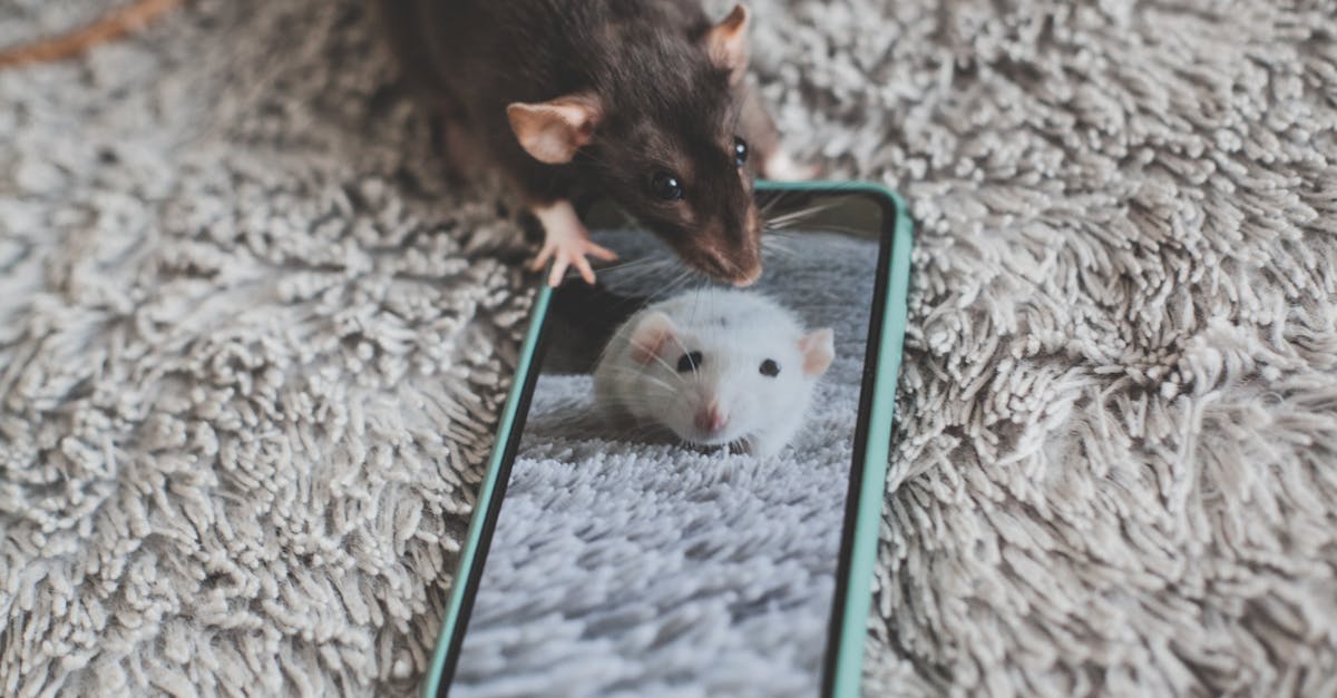découvrez la recette authentique de la ratatouille, un plat traditionnel français savoureux à base de légumes mijotés. parfait pour un repas sain et coloré.
