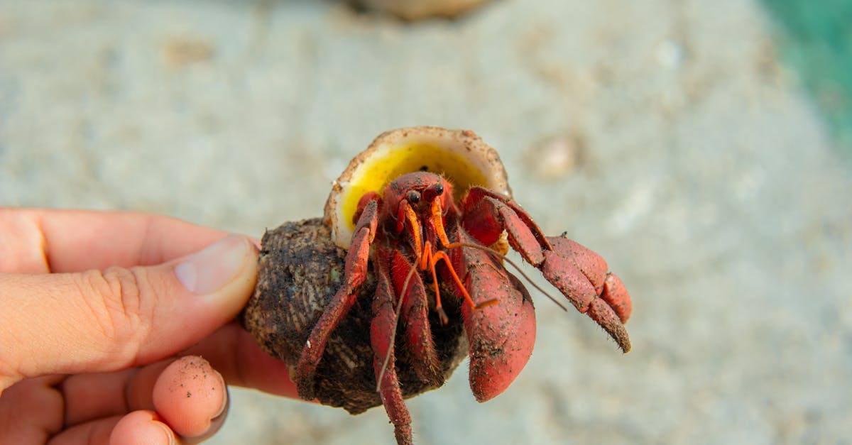 découvrez red bull discovery, l'événement ultime pour les passionnés d'aventure et de sensations fortes. explorez des défis inédits et vivez une expérience unique avec red bull.