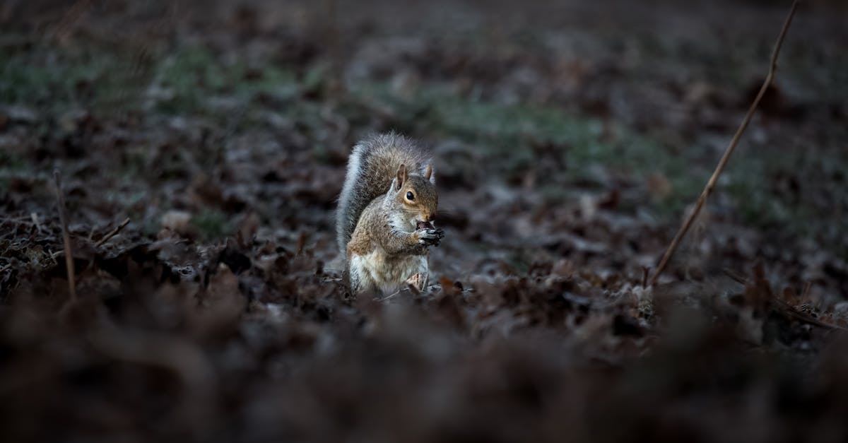 découvrez les barres chocolatées snickers, un délicieux mélange de caramel, cacahuètes, nougat et chocolat pour une pause gourmande et énergisante.