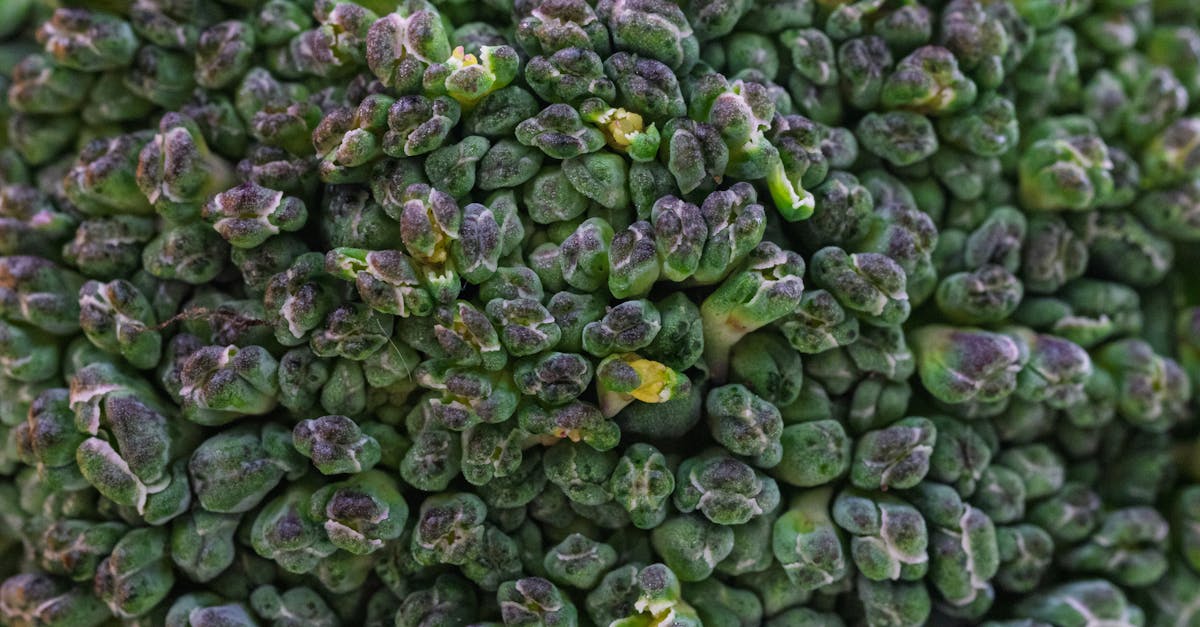 découvrez le régime anti-candida, une alimentation spécifique visant à réduire la prolifération du candida et améliorer la santé intestinale.