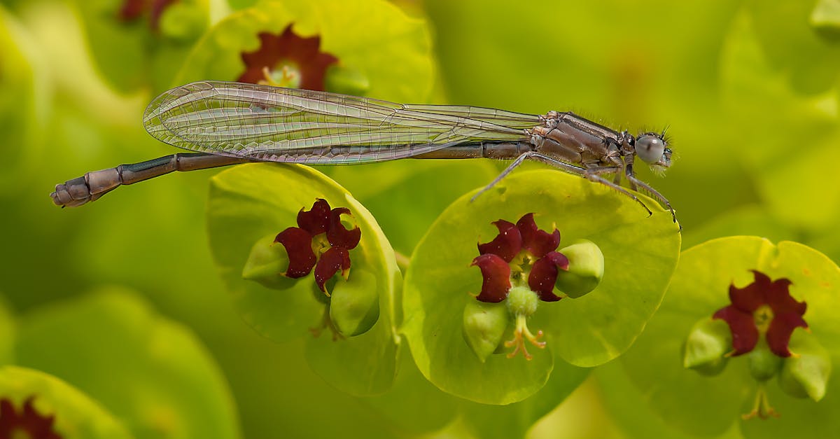 découvrez les risques potentiels pour la santé liés à la consommation d'ail noir, ses effets secondaires possibles et les précautions à prendre.