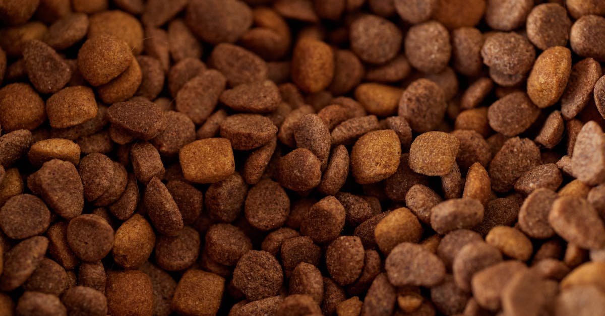 découvrez notre sélection de nourriture sèche de qualité pour animaux, équilibrée et nutritive pour le bien-être quotidien de votre compagnon.