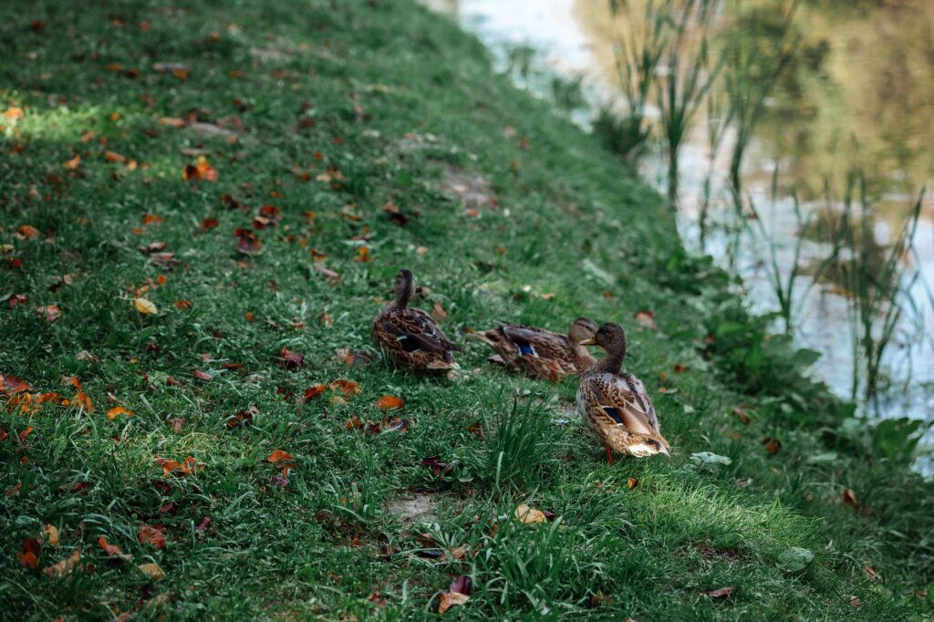 Une scène sereine de canards se reposant au bord d'une rivière sur une berge herbeuse au milieu de feuilles d'automne tombées.